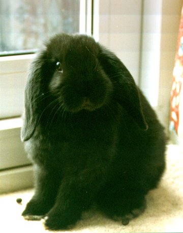 SOOTY_1.JPG (26403 bytes)