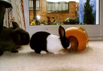 pets_george_jasper_igloo.jpg (28026 bytes)