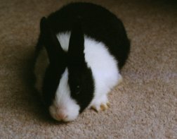 pets_jasper.jpg (9483 bytes)