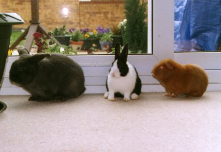 pets_jasper_looking_fat.jpg (24468 bytes)