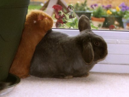 pets_rex_at_window.jpg (22081 bytes)
