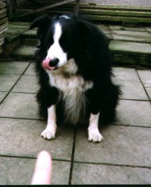 shep.jpg (14108 bytes)